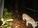 Bobcat 1109