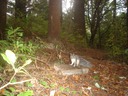 Squirrel 1109