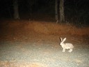 Jack Rabbit 2 1109