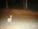 Jack Rabbit 1109
