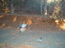 Stellars Jays 1109