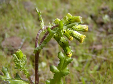 elarra 021503-11-1