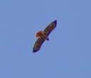 Elarra 090102-4_rtail