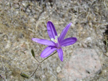 ElegantBrodiae