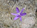 Narrow Anthered Brodiaea