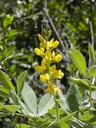 False Lupine