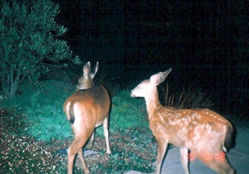 fawn 071902