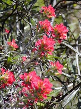 FeltPaintbrush