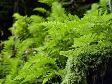 Ferns PDF