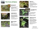 Ferns1