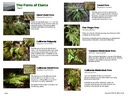Ferns2