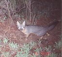 fox 011601