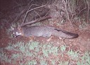fox 012001