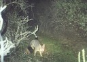fox 012002