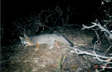 fox 041903