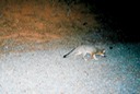 fox 080405 b