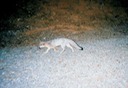 Fox 080705 b