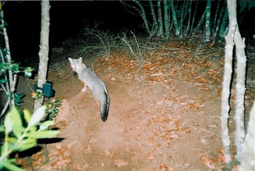 fox 103005b