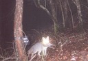 foxfood 030501