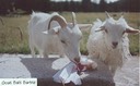 Goat_Bait_Barbie