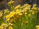 Golden Fleece