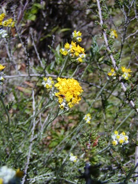 GoldenYarrow