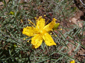 GoldWire