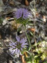Green Monardella