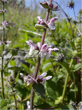 hedgenettle