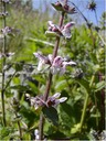 Hedge Nettle