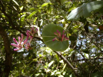 Honeysuckle