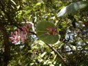 Honeysuckle