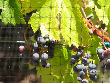 Cabernet Grapes