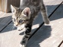 On the prowl