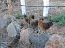 In the Vineyard