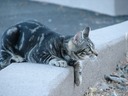 Watching the chickens