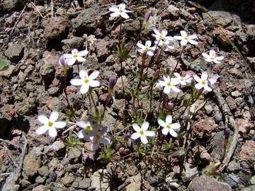 Linanthus