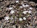 Linanthus