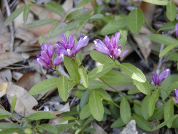 MilkWort