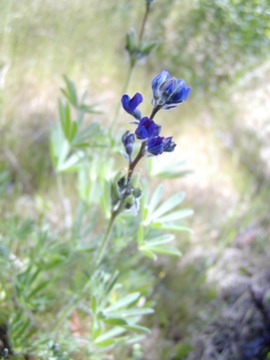 min lupine