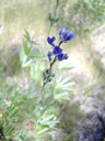 min lupine