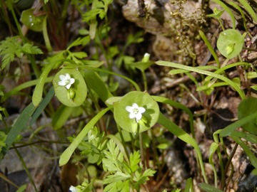 MinersLettuce