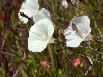 MorningGlory