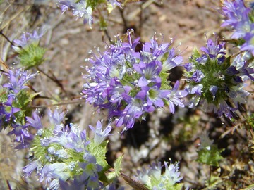Navarettia