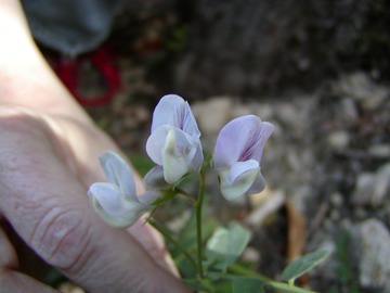 Pacificpea