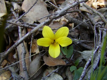 PineViolet
