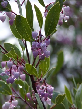 PinkManzanita