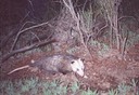 possum 022501