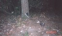 possum 090400