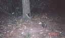 possum 090400